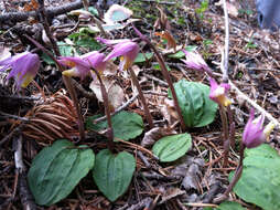 Image of fairy slipper