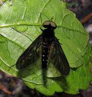 Image of Chrysopilus connexus Johnson 1912