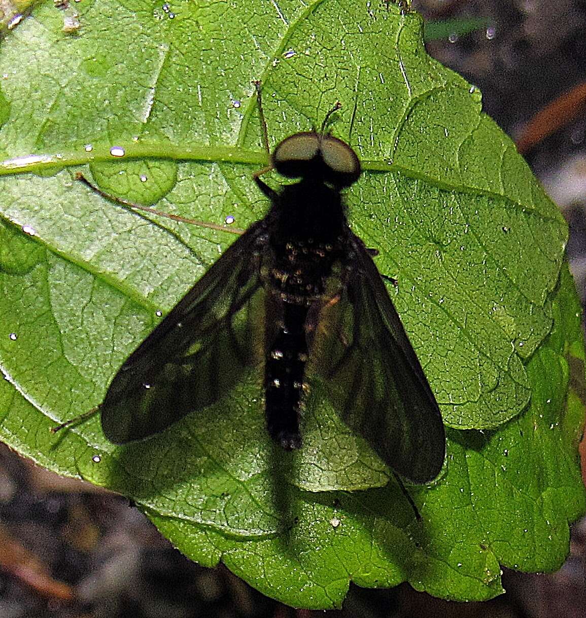 Image of Chrysopilus connexus Johnson 1912