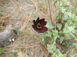 Image of Chocolate Cosmos