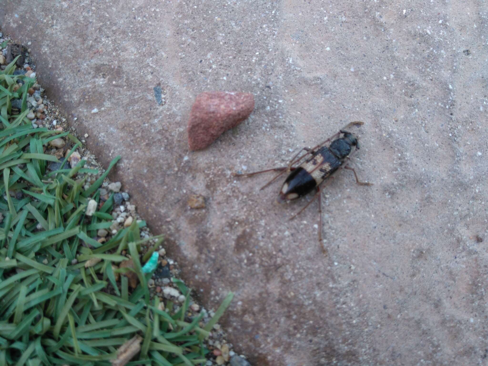 Phoracantha semipunctata (Fabricius 1775) resmi