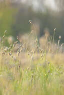 Imagem de Sesleria caerulea (L.) Ard.