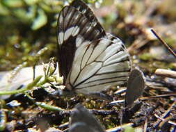Image of Chiricahua White