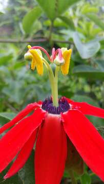 Image of Red passion flower