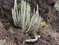 Imagem de Euphorbia canariensis L.