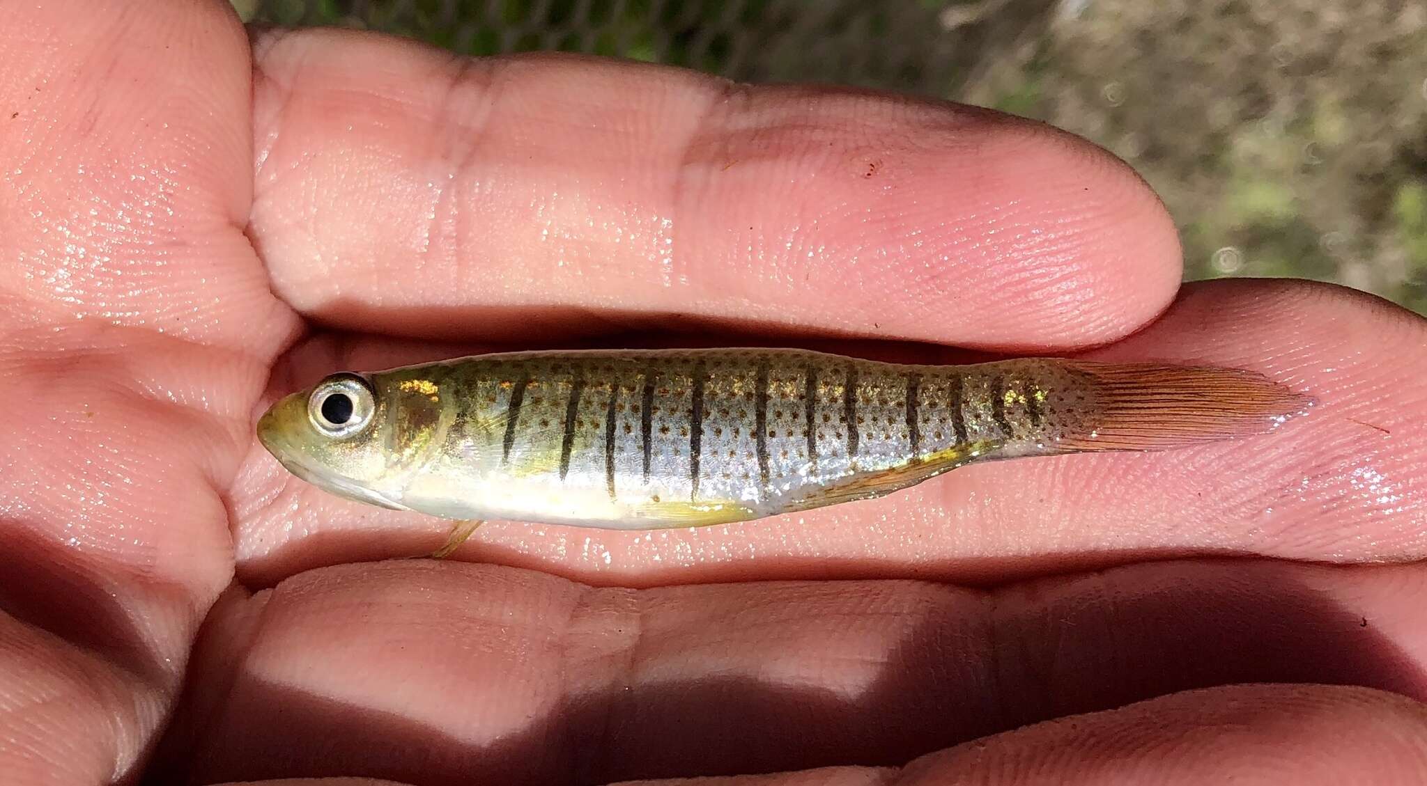 Image of Bayou Topminnow