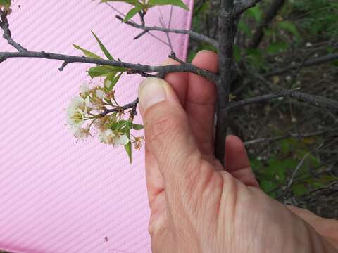 Imagem de Prunus rivularis Scheele