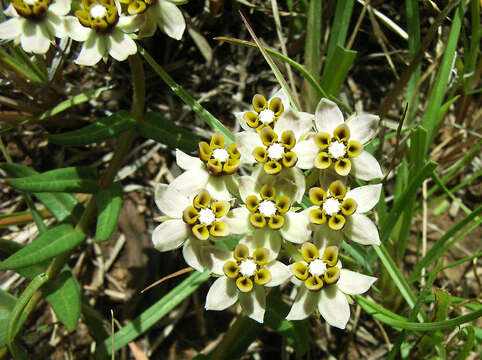 Asclepias multicaulis (E. Mey.) Schltr. resmi