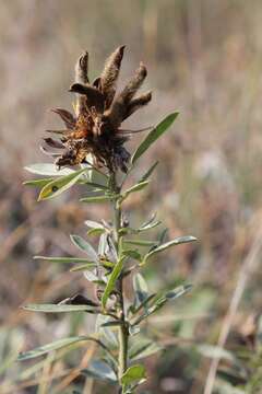 Image of Cytisus austriacus L.