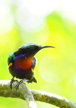 Image of Copper-throated Sunbird