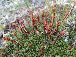 Imagem de Diapensia lapponica var. obovata F. Schmidt