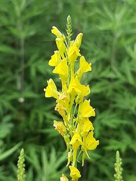 Image of Italian toadflax