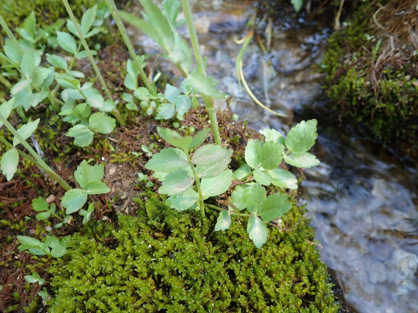 Imagem de Oxypolis fendleri (A. Gray) Heller