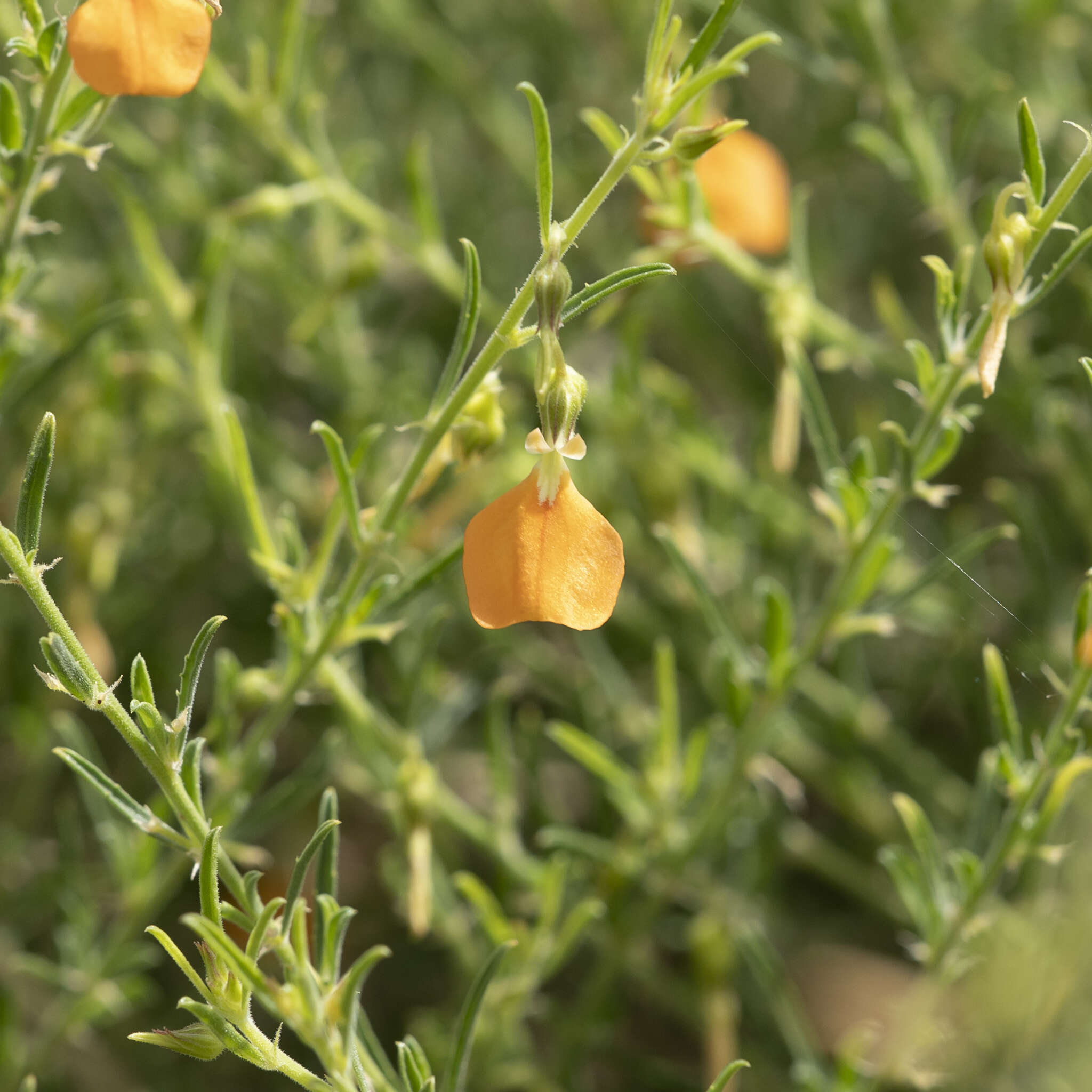 Pigea aurantiaca (F. Muell. ex Benth.) P. I. Forst. resmi