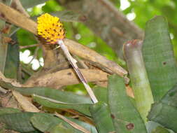 Image of Aechmea calyculata (É. Morren) Baker