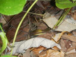 Image of Brown-headed or grey-naped snake