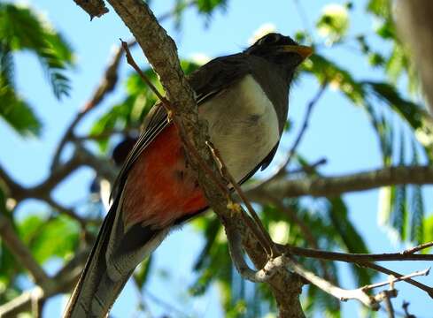 Imagem de Trogon elegans Gould 1834