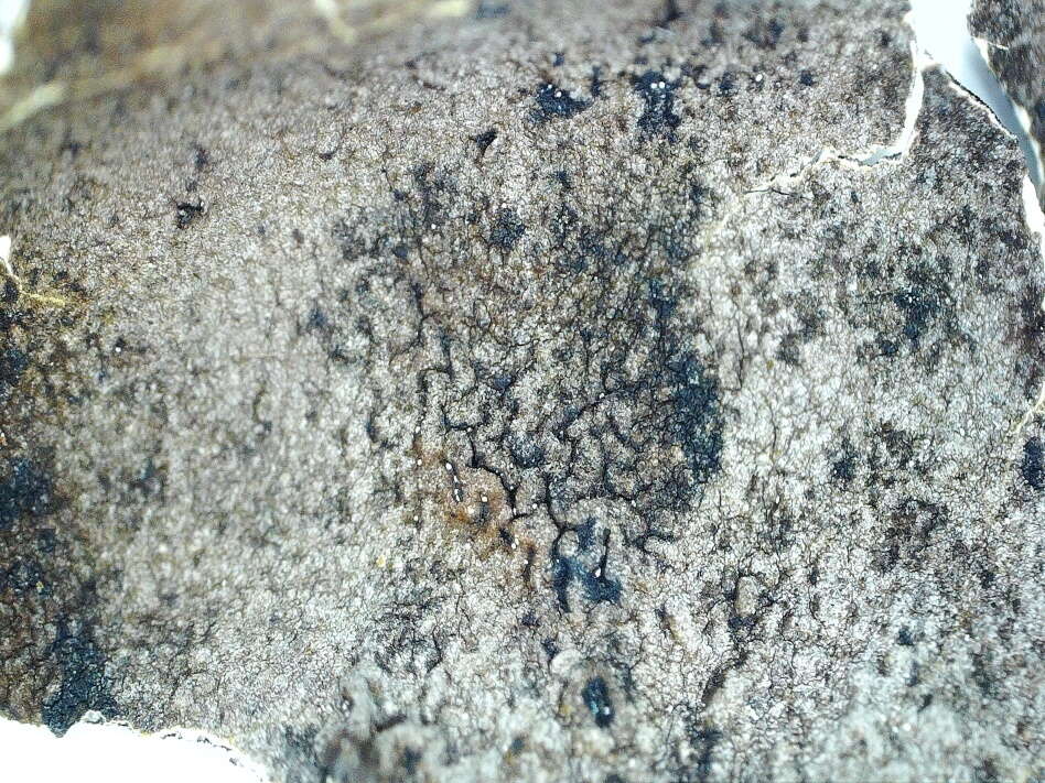 Image of Nylander's navel lichen
