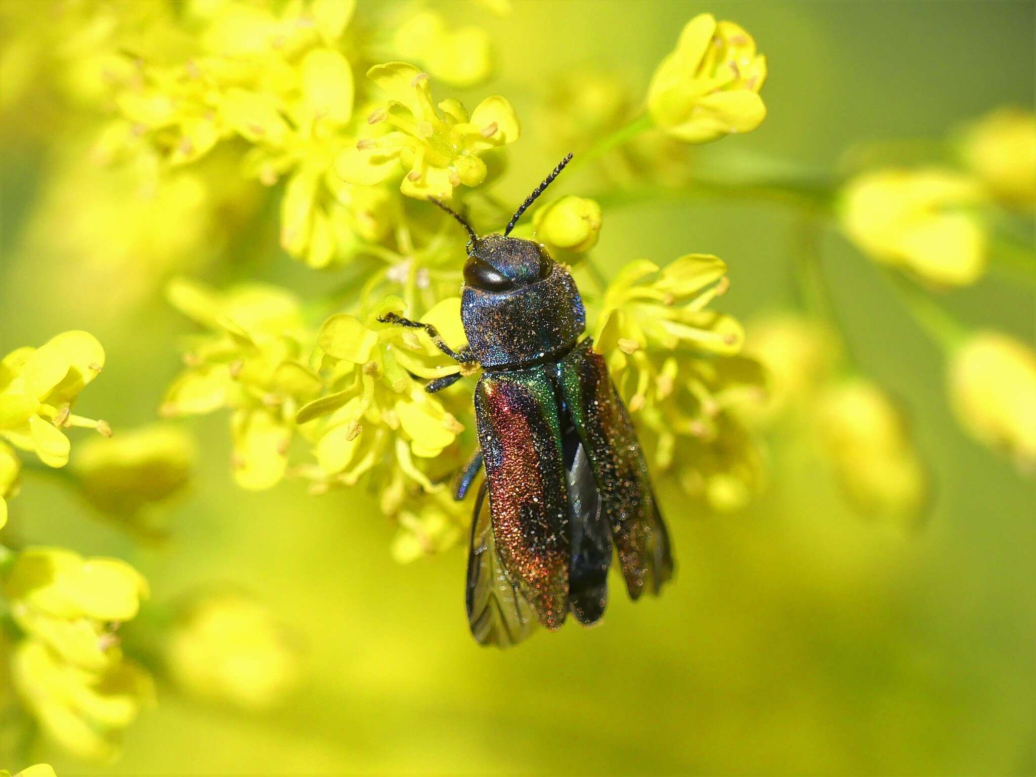 Image of metallic wood-boring beetle