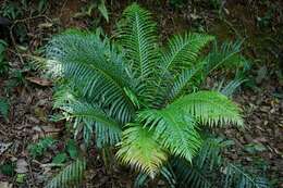 Plancia ëd Blechnum brasiliense Desv.