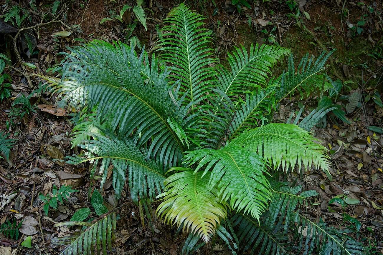 Plancia ëd Blechnum brasiliense Desv.