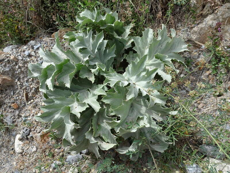 Imagem de Carlina acanthifolia subsp. acanthifolia