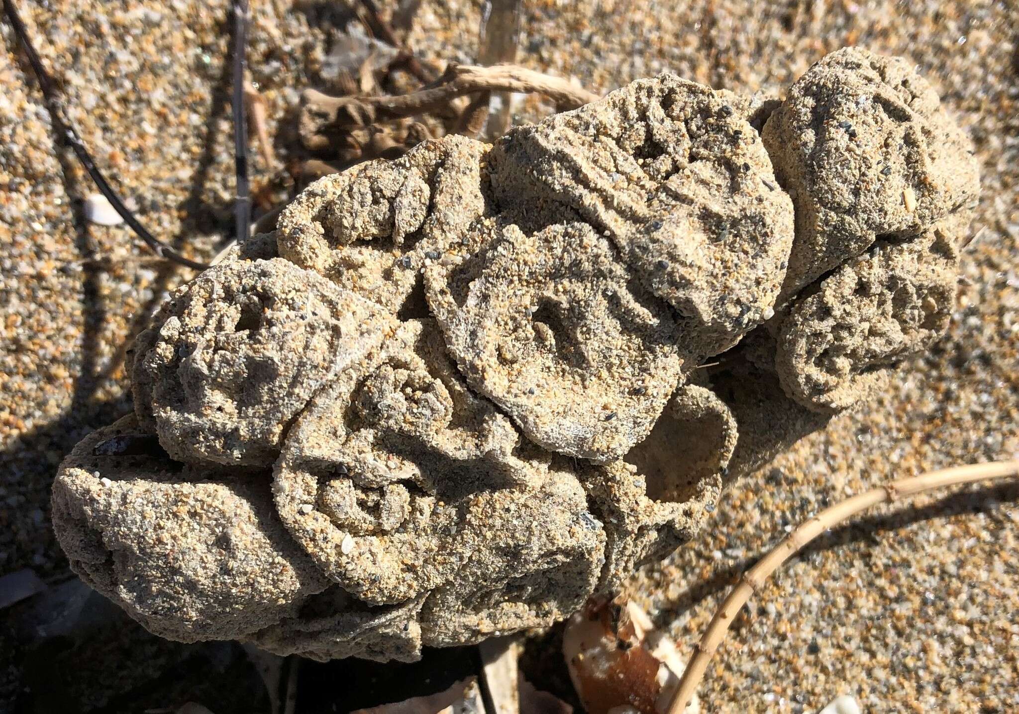 Image of Pyura doppelgangera Rius & Teske 2013