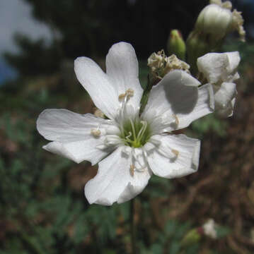 Image of Silene samojedorum (Sambuk) Oxelman