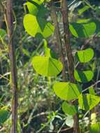 Image of Kidney-leaf