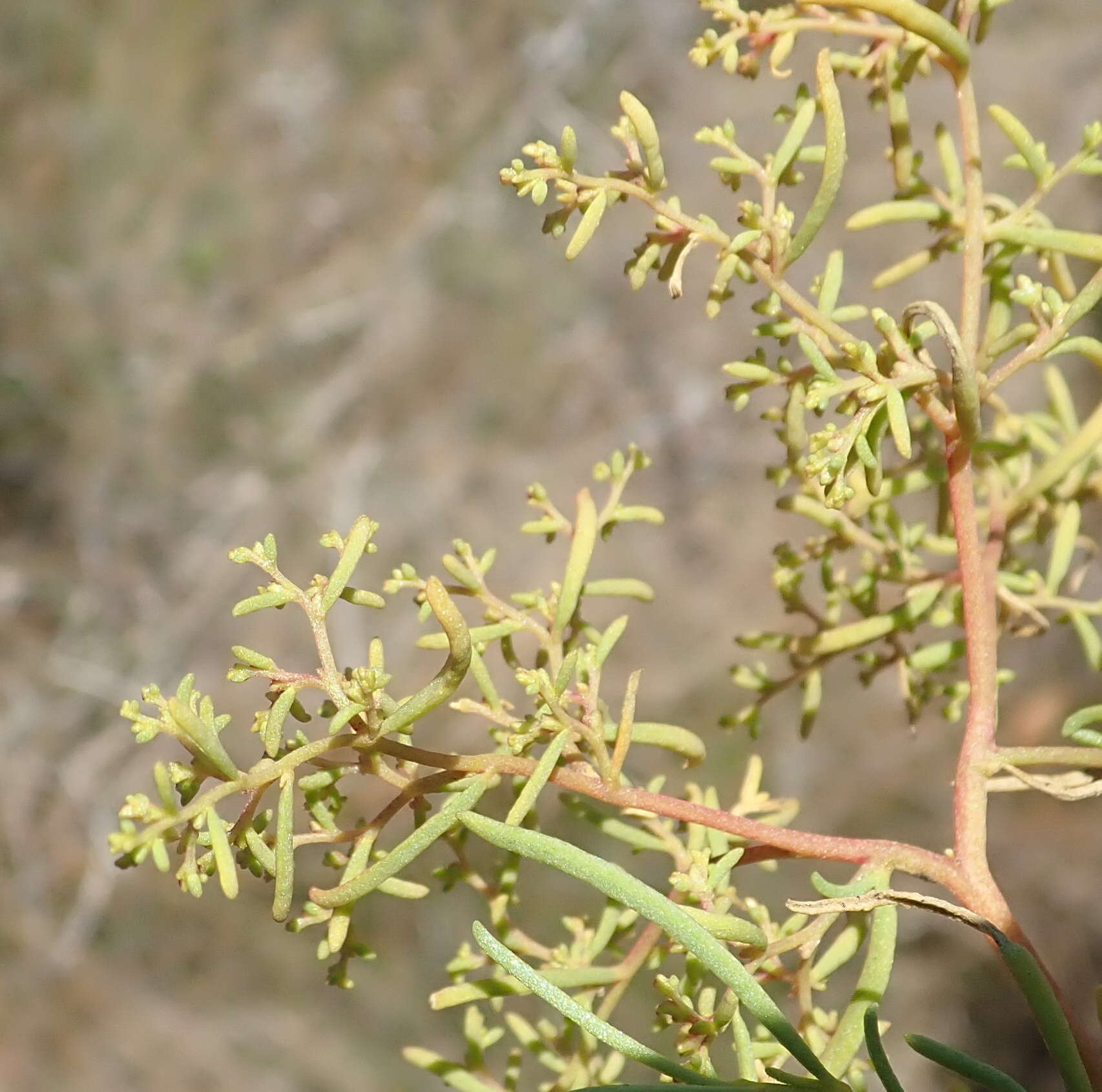 Image of Aizoon africanum (L.) Klak