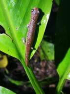 Image of Bolitoglossa peruviana (Boulenger 1883)