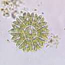 Image of Pediastrum obtusum Lucks 1907