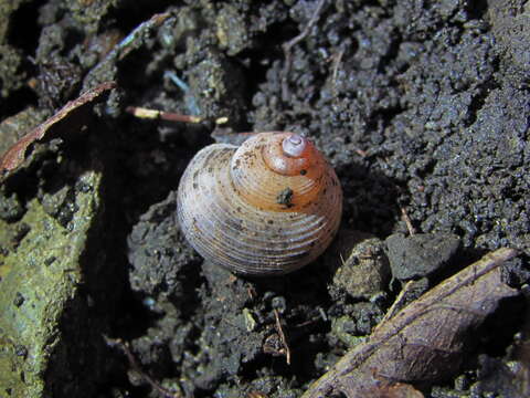 صورة Pomatias rivularis (Eichwald 1829)