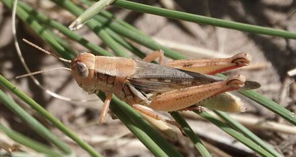 Melanoplus angustipennis (Dodge & G. M. 1877)的圖片