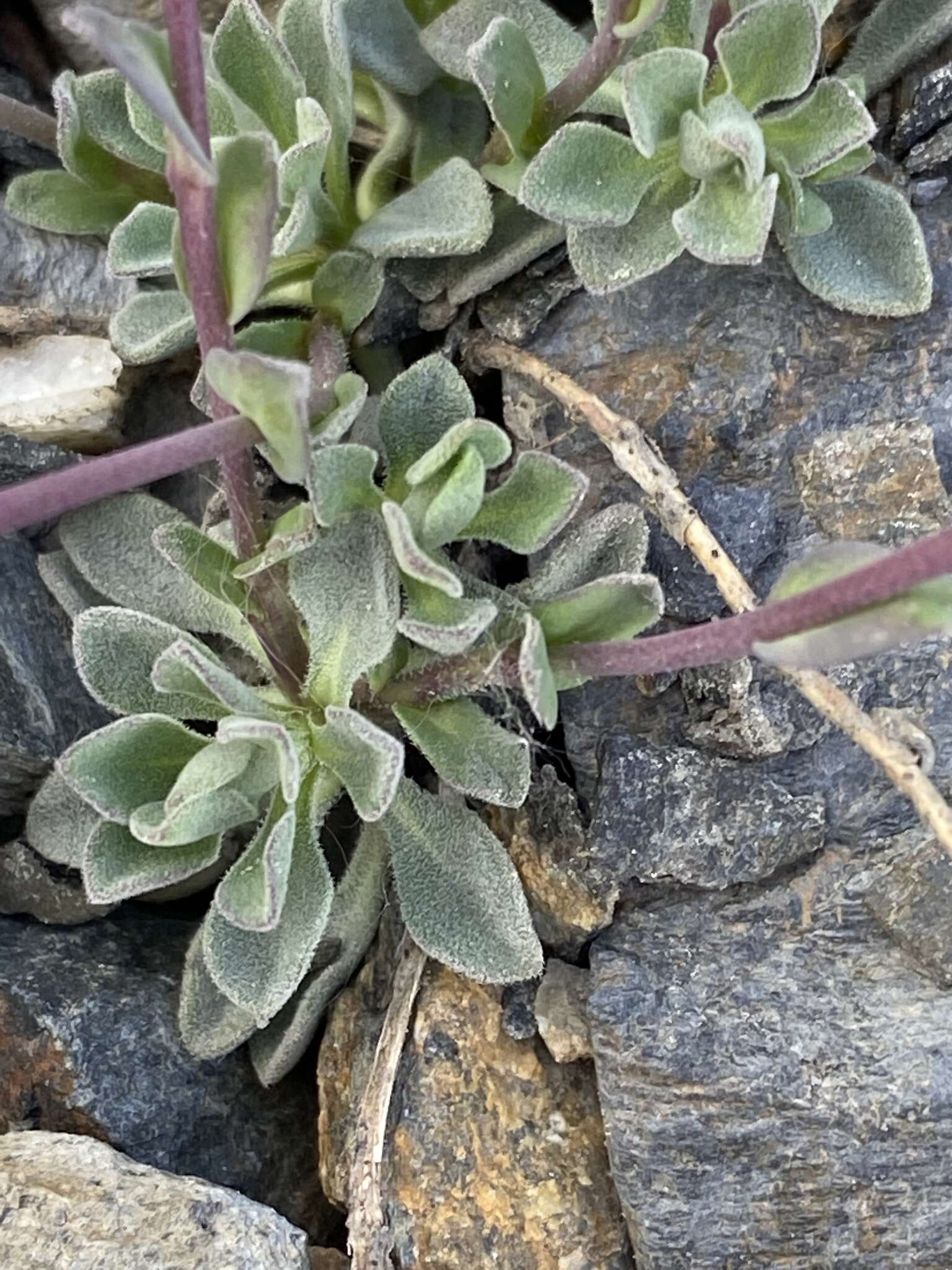 Image of soldier rockcress