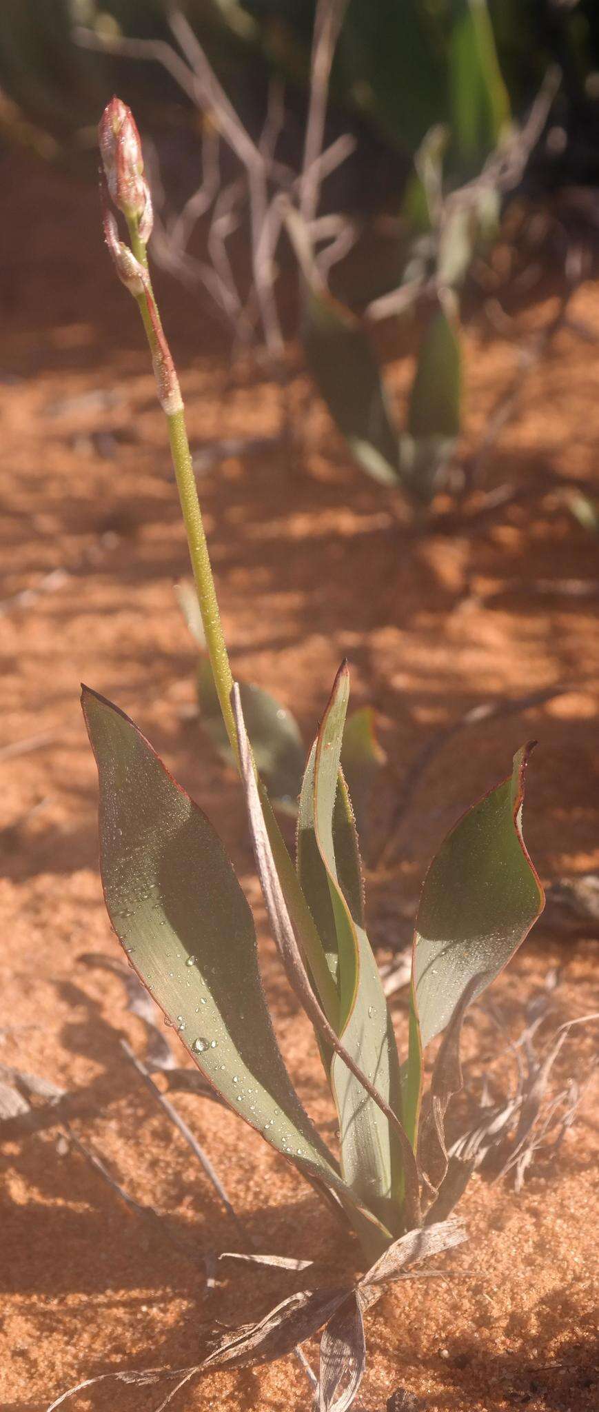 Image of Chlorophytum crassinerve (Baker) Oberm.