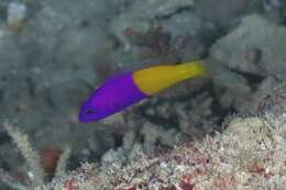 Image of Bicolor dottyback