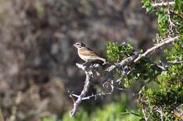 Image of Emberiza capensis capensis Linnaeus 1766