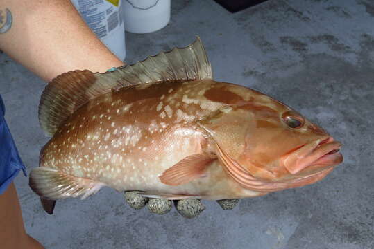 Image of Red Grouper