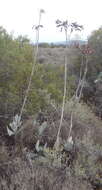 Image of Cotyledon orbiculata var. spuria (L.) Tölken