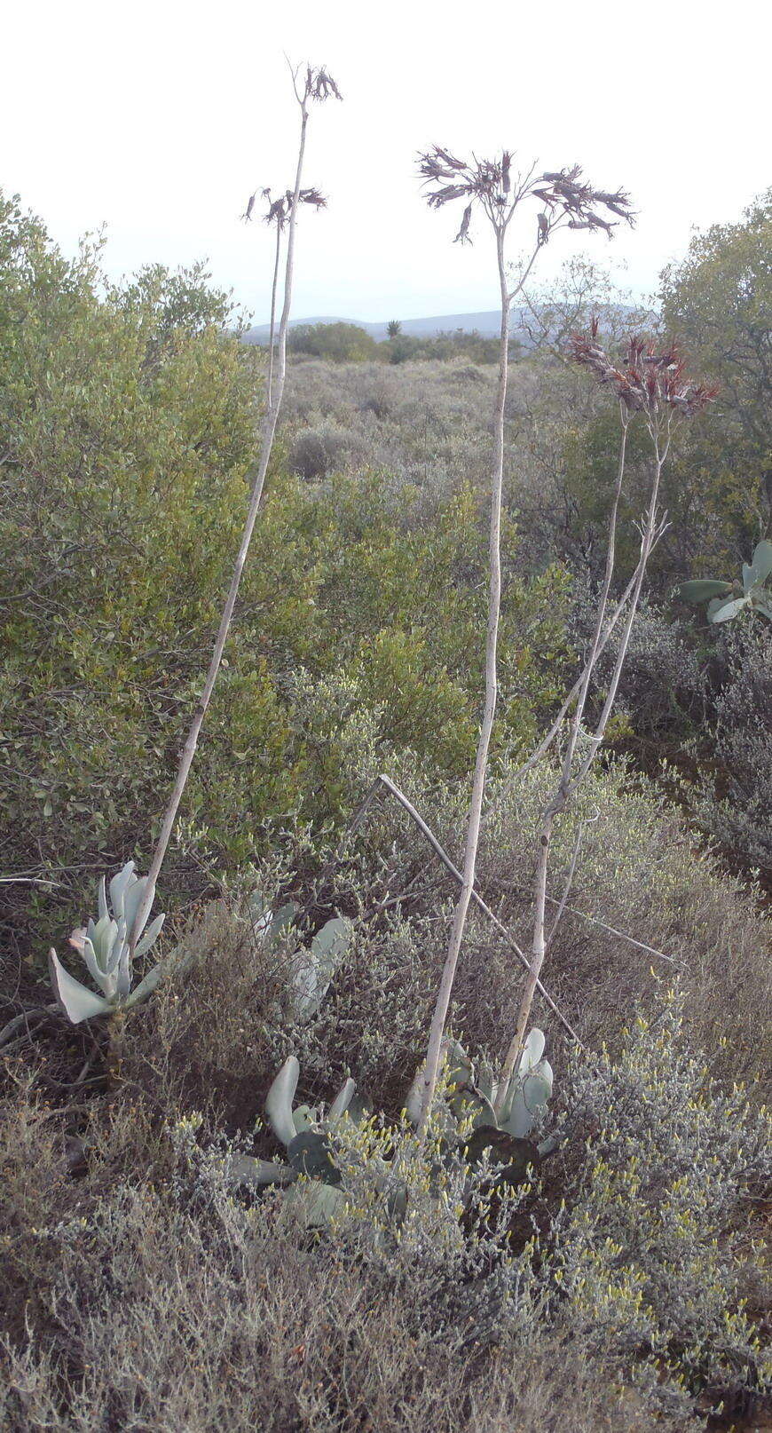 Image of Cotyledon orbiculata var. spuria (L.) Tölken