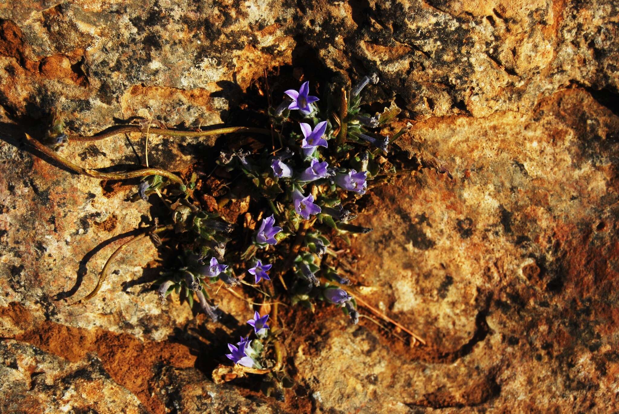 Imagem de Campanula celsii subsp. spathulifolia (Turrill) Phitos