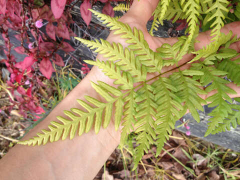 Слика од Pteris tremula R. Br.