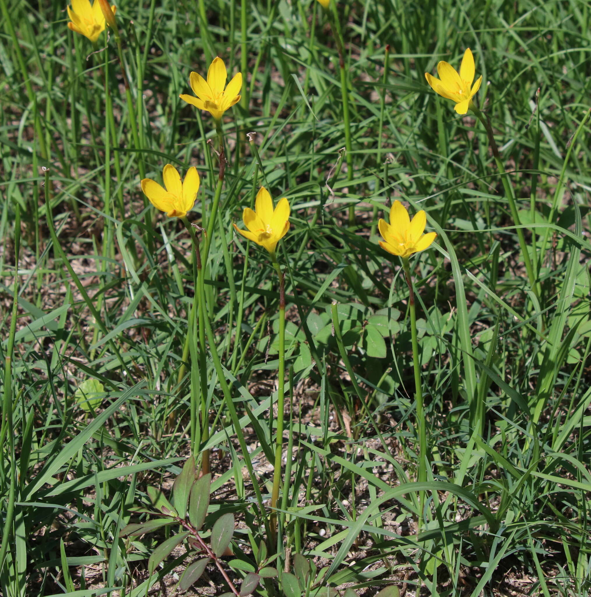 Image of citron zephyrlily