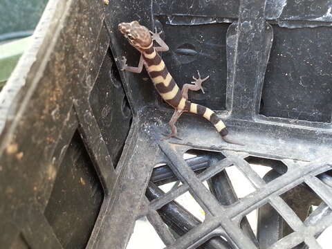 Image of Texas Banded Gecko