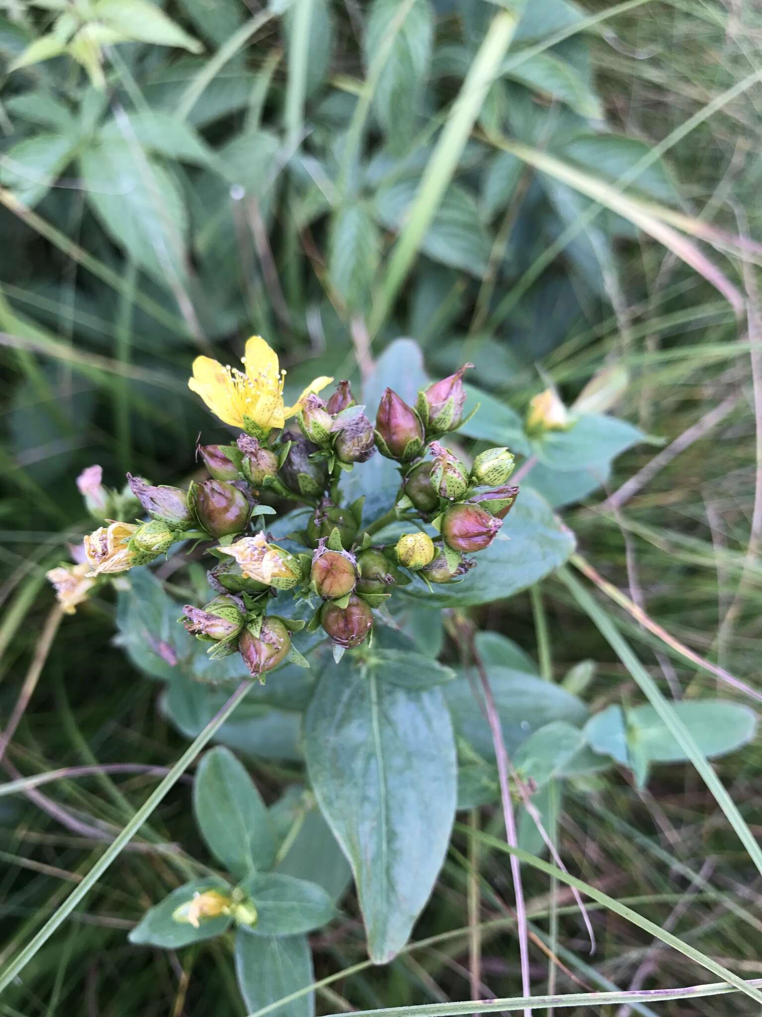 Image of Blue Ridge St. John's-Wort