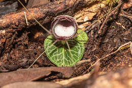 Image of Corybas crenulatus J. J. Sm.