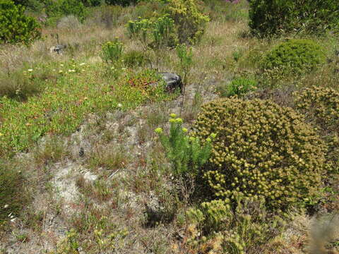 Image de Athanasia crithmifolia (L.) L.