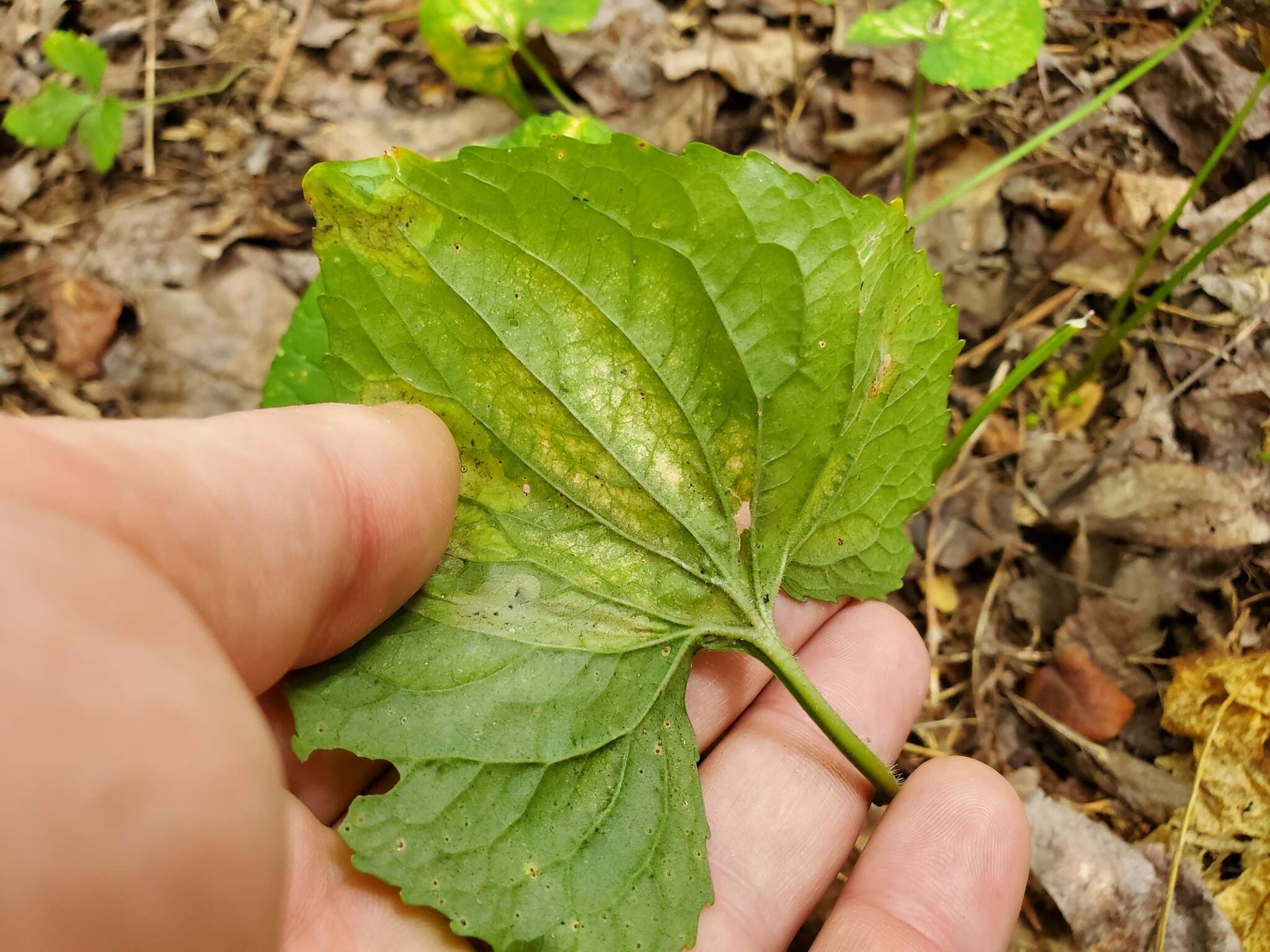 Image of <i>Liriomyza violivora</i>