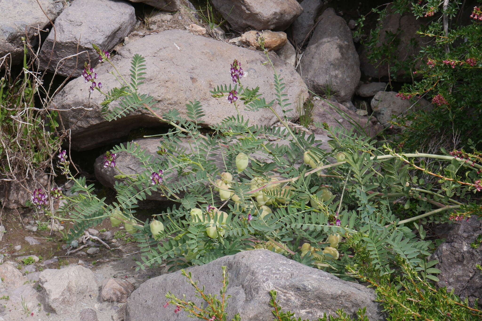 Imagem de Astragalus looseri I. M. Johnston